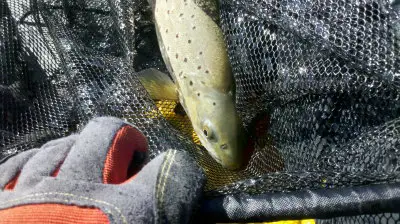 Wearing gloves while trout fishing