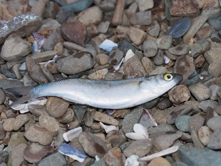 Live Minnows, the secret way to catch trophy trout