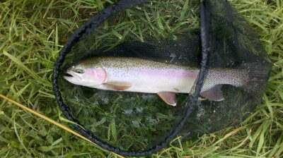 Stock Rainbow trout caught on fly