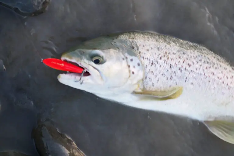 Brown trout eating jerk bait