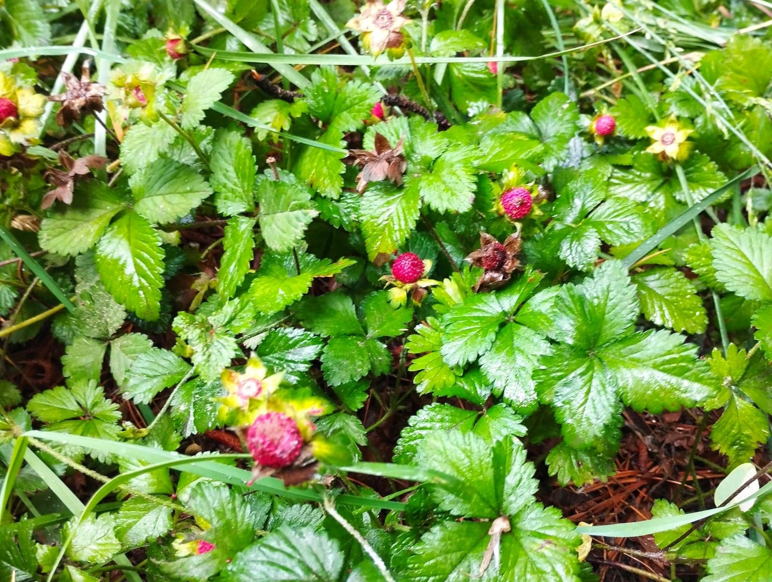 Wild Berry Foraging: 10 Bountiful Delights Along Riversides and Streams ...